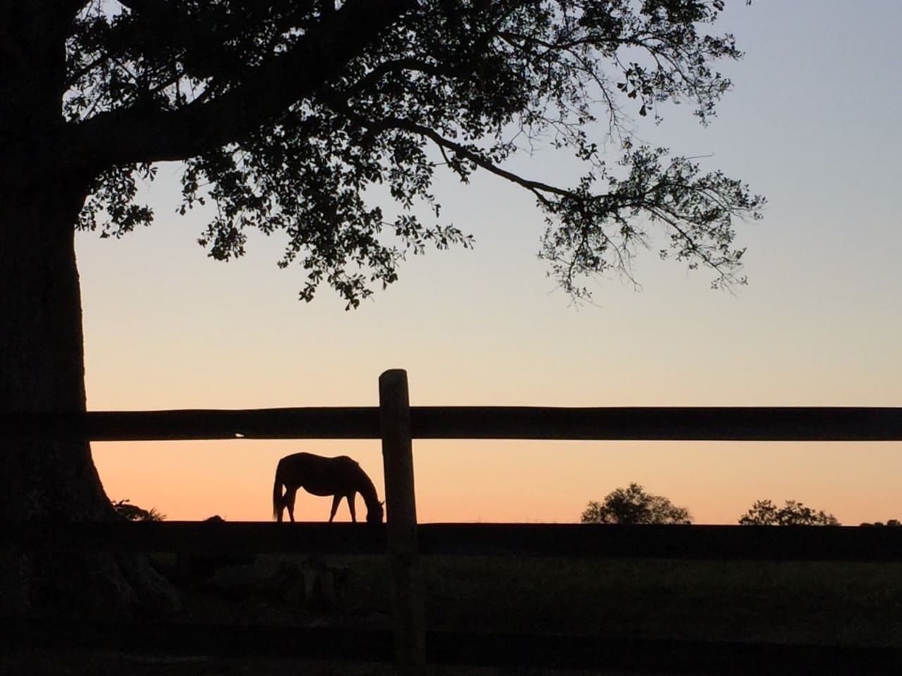 Silhouette of a horse grazing in a pasture at sunset, framed by a wooden fence and the overhanging branches of a large tree against a glowing orange sky.