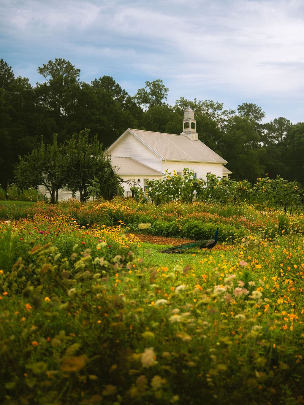 A charming white building surrounded by vibrant flower gardens under a cloudy sky.